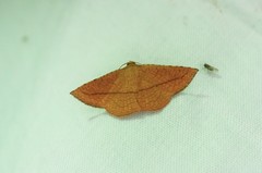 Striglina cancellata