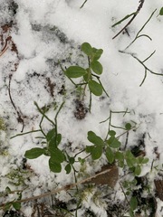 Vaccinium vitis-idaea