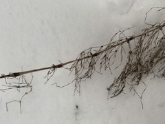 Equisetum sylvaticum