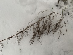 Equisetum sylvaticum