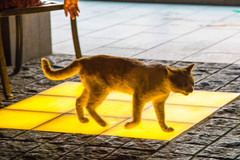 Felis catus