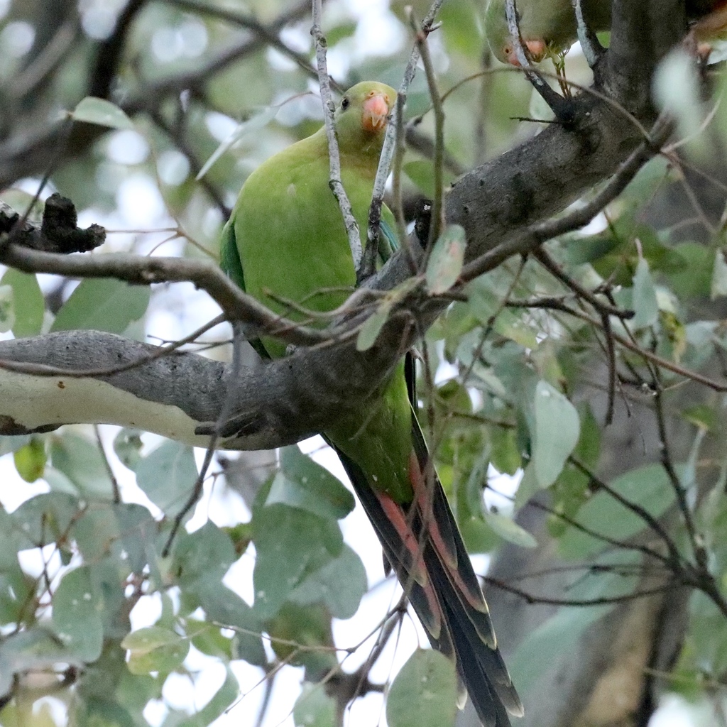 Superb Parrot