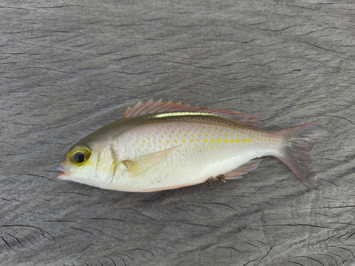 Whitestreak Monocle Bream — seen at this dive site