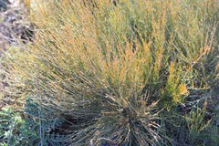 Ephedra distachya