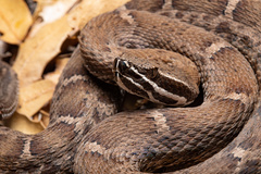 Crotalus willardi willardi