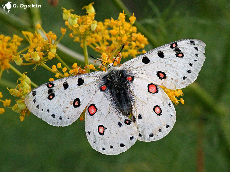 Parnassius apollonius