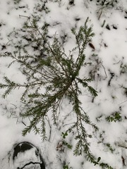 Picea obovata