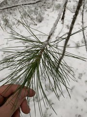 Pinus sibirica