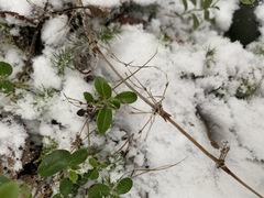 Equisetum sylvaticum