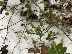 Vaccinium vitis-idaea