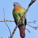 Pink-necked Green-Pigeon - Photo (c) marcelfinlay, some rights reserved (CC BY-NC), uploaded by marcelfinlay