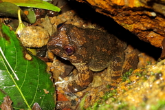 Quasipaa exilispinosa