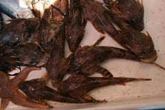 Myoxocephalus octodecemspinosus