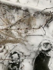 Equisetum sylvaticum