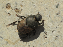 Onthophagus vacca