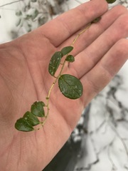 Vaccinium vitis-idaea