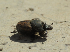 Onthophagus vacca