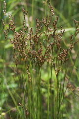 Juncus secundus