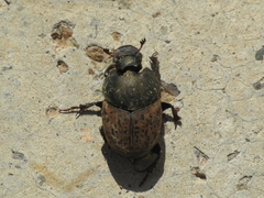 Onthophagus vacca