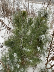 Pinus sibirica