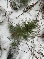 Pinus sibirica
