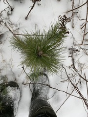 Pinus sibirica