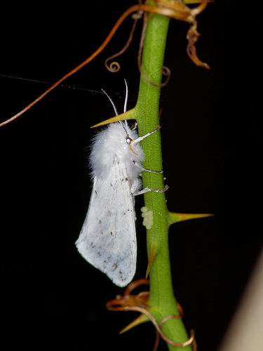 Dubious Tiger Moth photo 6