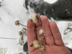 Hieracium umbellatum