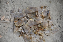 Phataginus tricuspis