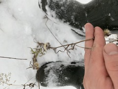 Hieracium umbellatum