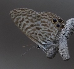 Leptotes durrelli