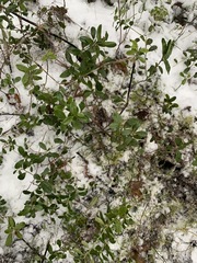 Vaccinium vitis-idaea