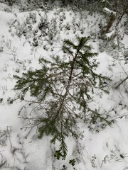 Picea obovata