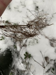 Equisetum sylvaticum