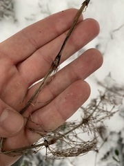 Equisetum sylvaticum