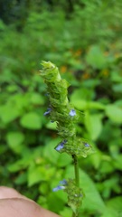Salvia lasiocephala