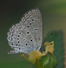 Zizina otis antanossa