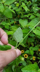 Salvia lasiocephala