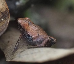 Stumpffia pygmaea