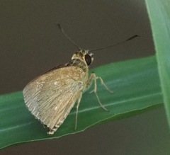 Parnara naso poutieri