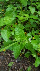 Salvia lasiocephala