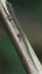 Phelsuma roesleri