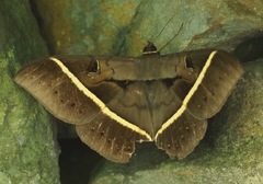 Cyligramma joa