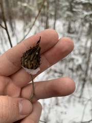 Cirsium heterophyllum
