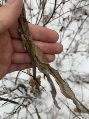 Cirsium heterophyllum