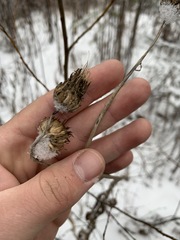 Cirsium heterophyllum