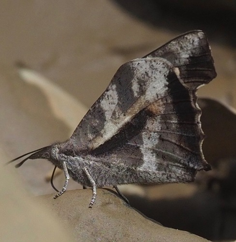 Libythea tsiandava