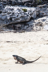 Cyclura cychlura