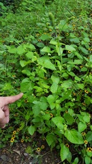 Salvia lasiocephala