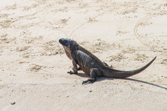 Cyclura cychlura